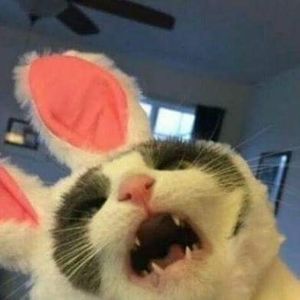 Meet your Posher, Patsy